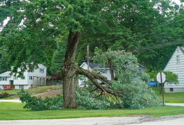 Why Choose Our Tree Removal Services in St Albans, VT?